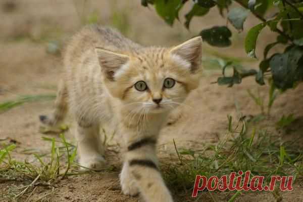 Умилительные зверята - Вдохновение / Surfingbird - мы делаем интернет лучше