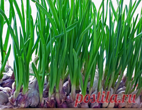 Свой зеленый чесночок всегда на подоконнике