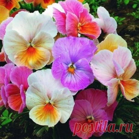 10 особенностей выращивания садовой фиалки
1. Фиалка садовая или виола (Viola) — однолетние, двулетние и многолетние травянистые растения сем. Фиалковые.
2. Месторасположение и почва. Предпочитают солнечные места, рыхлые, плодородные почвы. Фиалка душистая выдерживает легкое затенение, но обильное цветение наблюдается на освещенных участках. В тенистых и влажных местах эти растения часто страдают от слизней. Лучше растут и цветут на богатых, влажных, хорошо дренированных землях. В засушливую п