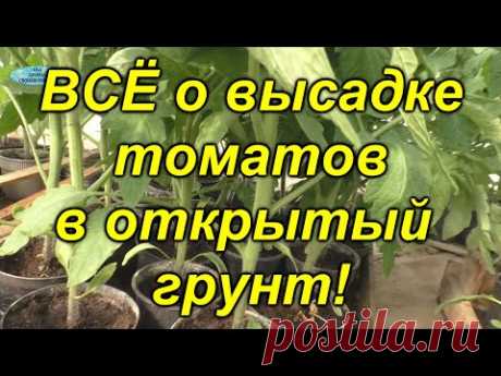 Высадка томатов в открытый грунт - все тонкости от схемы посадки до заправки лунки.