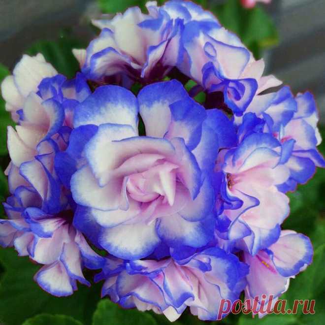Egrow 50Pcs / Сумка Герань Семена Appleblossom Rosebud Pelargonium Многолетний Сад Цветок Семена