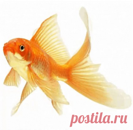 (3) Одноклассники