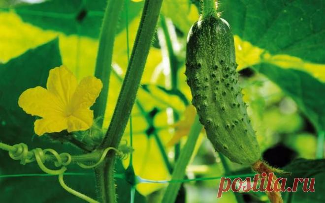 Причины и способы устранения горечи огурцов