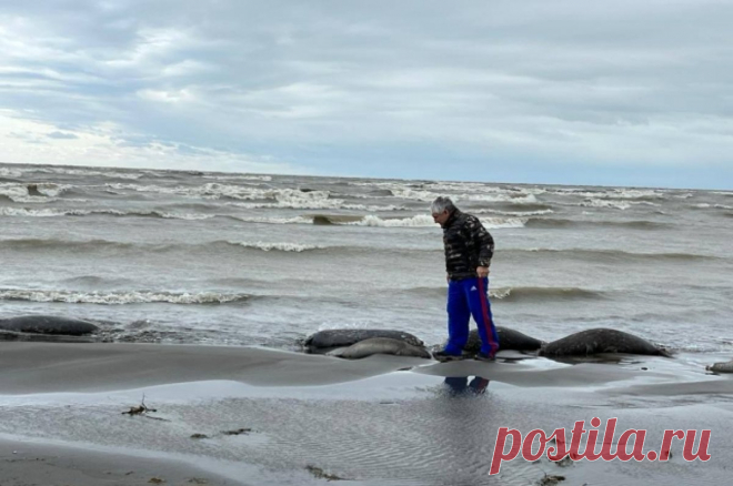 На Сахалине зафиксировали массовую гибель морских млекопитающих и птиц. Их туши обнаружены на юго-восточном побережье острова.