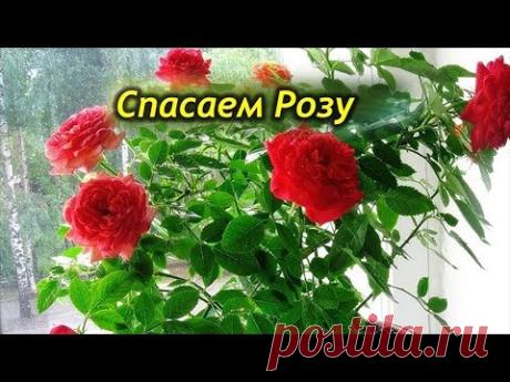 Почему у комнатной розы желтеют и опадают листья | VseOlady.ru | Яндекс Дзен