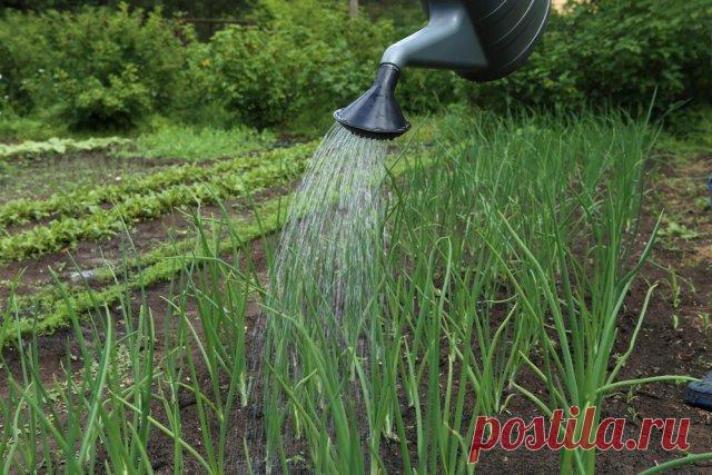 Почему желтеют листья у лука и чеснока Листья лука и чеснока, часто ласково именуемые перышками, должны менять цвет в конце сезона, сигнализируя о полном созревании луковицы. Но что делать, если желтеют листья у лука и чеснока уже в июне?
...