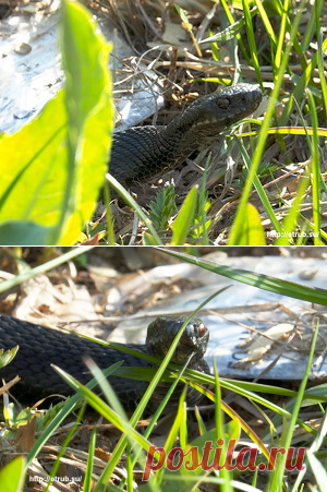 Недомашние животные: моя пасечная гадюка. Стережёт ульи от мышей.