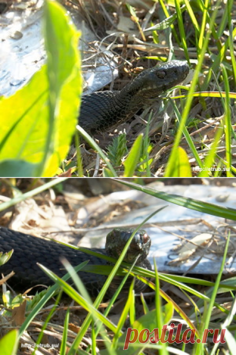 Недомашние животные: моя пасечная гадюка. Стережёт ульи от мышей.