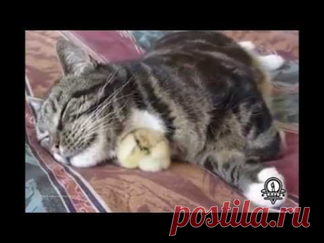 Приемные родители / Видео / Моя Планета