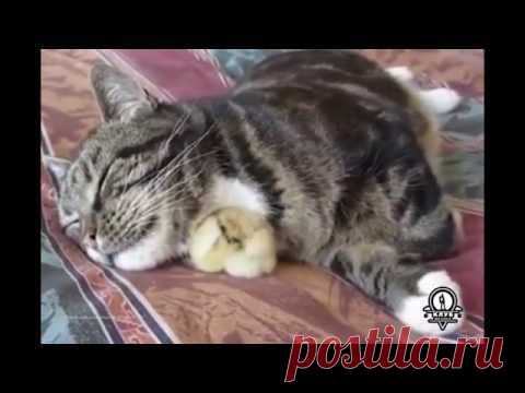 Приемные родители / Видео / Моя Планета