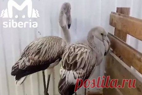 На Алтае спасли сбившихся с пути фламинго. Двух фламинго, которые сбились с пути из-за урагана, спасли в Горном Алтае и отправили в зоопарк Барнаула. Жители Чойского района обнаружили птиц и рассказали о них специалистам. За фламинго приехали сотрудники Сайлюгемского нацпарка — орнитолог Алексей Кужлеков и ветеринар ГЛК «Манжерок».