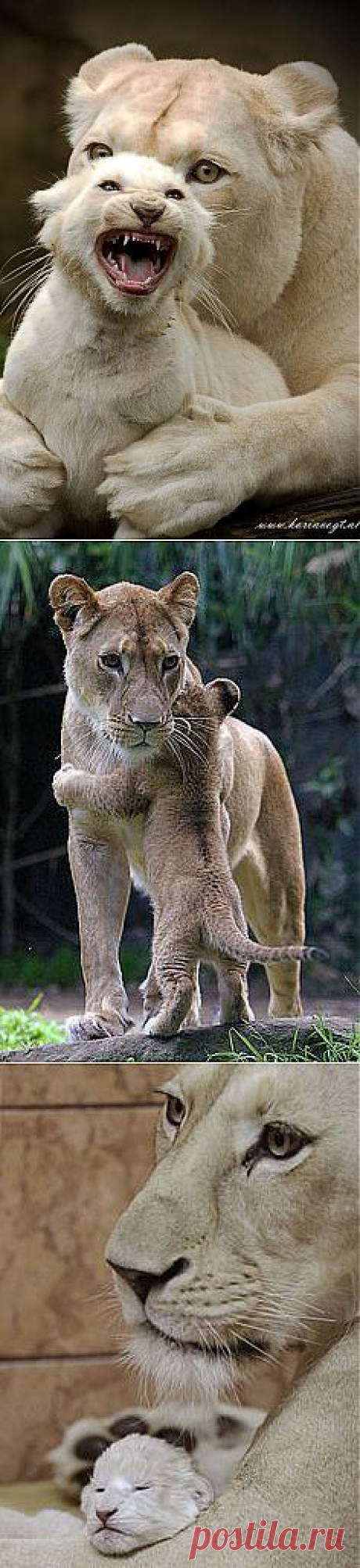 African White Lioness &amp; Cub | Aww-dorable Animals :)