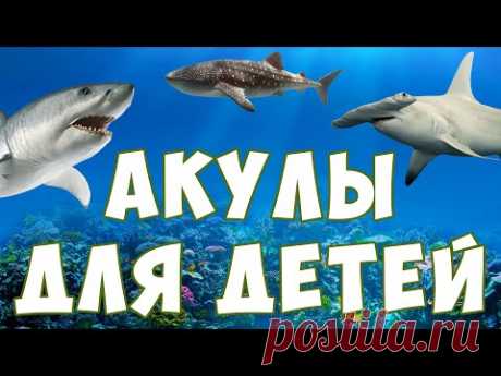Акулы для детей | морские животные | учим рыб | развивающее видео - YouTube