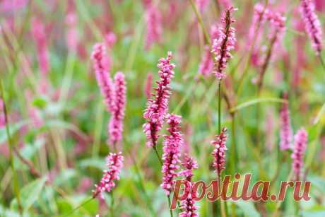 Сорта горца на любой вкус — выбираем вместе. Фото — Ботаничка