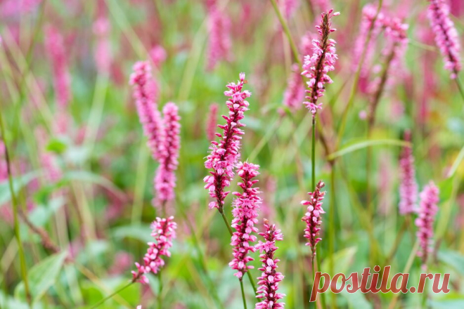 Сорта горца на любой вкус — выбираем вместе. Фото — Ботаничка