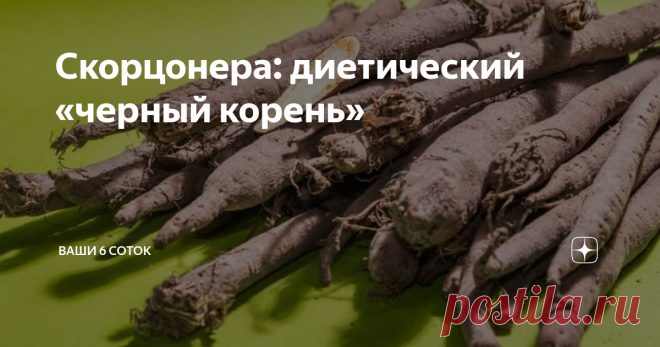 Скорцонера: диетический «черный корень» Скорцонера («черный корень») является диетическим и деликатесным продуктом, ценным овощным растением. Как готовить ее? В корнеплодах и листьях содержатся витамины С, В1, В2 и другие. «Черный корень» также  имеет большой набор микроэлементов, соли калия, магния, фосфора, железа. Особенно привлекателен этот пока еще недостаточно распространенный овощ наличием в нем большого количества инулина, левилина и аспаргина. Инулин способствует ...