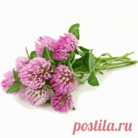 Клевер луговой (Клевер красный) спасет от болезней.