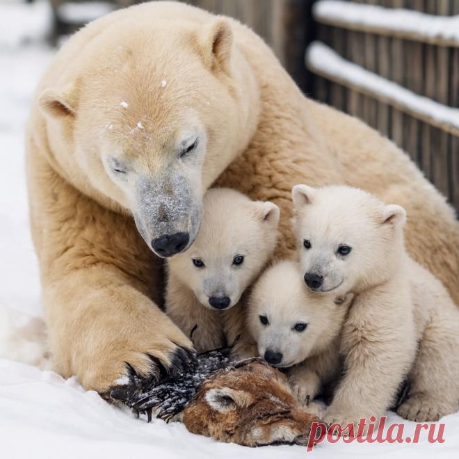 Медведица - OGADANIE.RU
