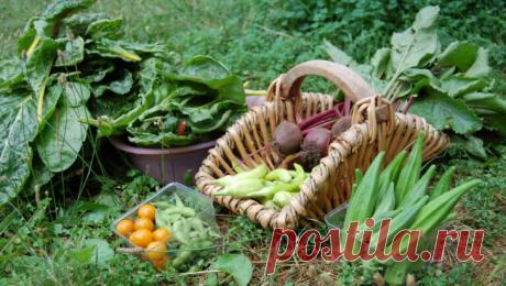 Удобрение и подкормки овощных культур