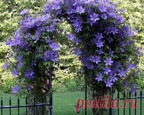 Грандиозный цветочный фонтан клематиса