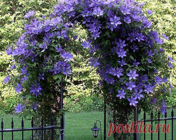 Грандиозный цветочный фонтан клематиса