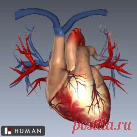 3D Cardiovascular At...@ELREYDELMUNDO1采集到PEOPLE & THE WAY(725图)_花瓣
