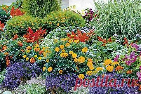 Клумбы непрерывного цветения:создание,подбор растений