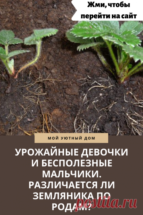 Земляника: как определить урожайность