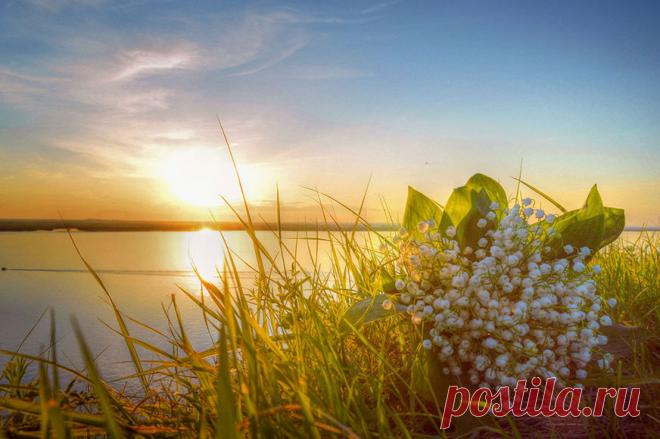 Светлого мая привет :)  Фото: © Константин Байдин.  Ландыши в лучах заката на берегу Амура. Май, 2015. Хабаровск, Дальний Восток, Россия  | Светлого мая привет :) — National Geographic Россия