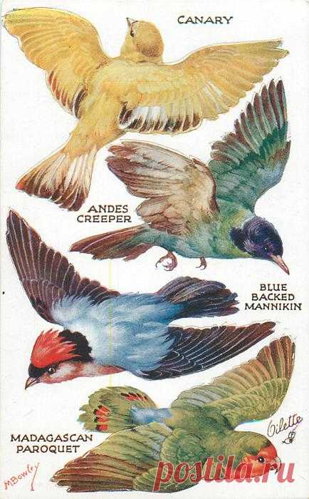CANARY, ANDES CREEPER, BLUE BLACKED MANNIKIN, MADAGASCAN PAROQUET - TuckDB Postcards