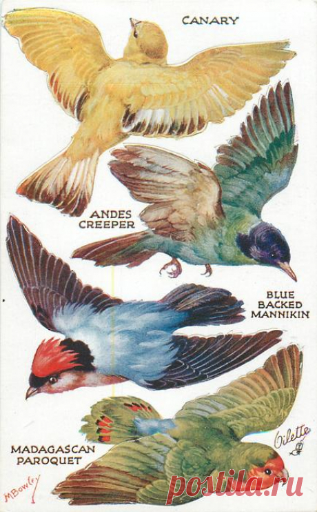 CANARY, ANDES CREEPER, BLUE BLACKED MANNIKIN, MADAGASCAN PAROQUET - TuckDB Postcards