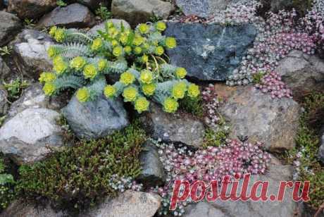 Делаем альпийскую горку / Домоседы