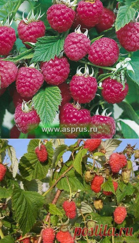 сообщение НАШ_САД : КАК УХАЖИВАТЬ ЗА МАЛИНОЙ-СОВЕТЫ ДЛЯ НАЧИНАЮЩИХ (17:38 12-05-2014) [901126/324296106] - natasha_5656@mail.ru - Почта Mail.Ru