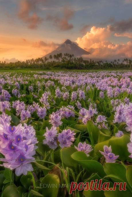 sundxwn: MAYON IN BLOOM by Edwin Martinez - Reasons Life Is Beautiful!