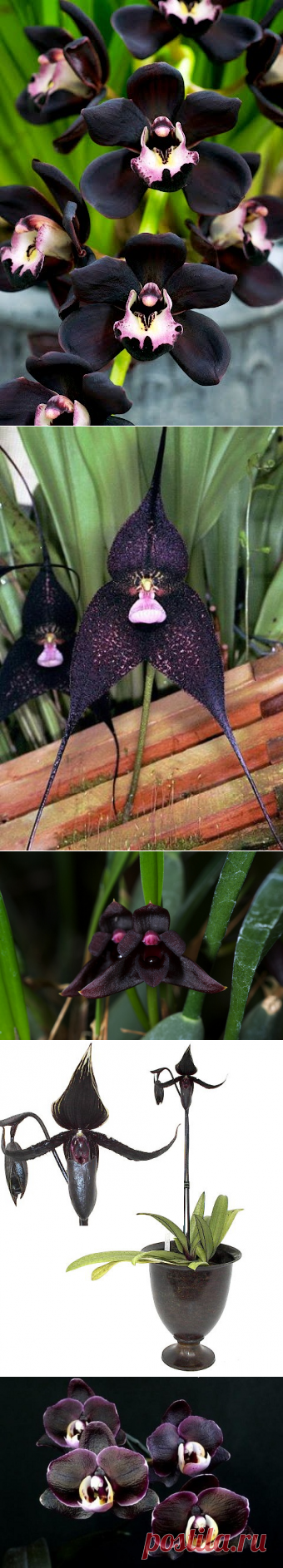 черная орхидея