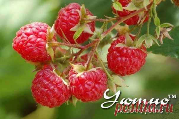 Уютно™ ● Сад/Огород ● Рукоделие ● Заготовки