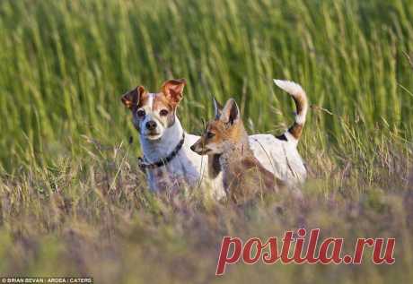 Удивительные друзья среди животных