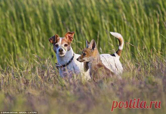 Удивительные друзья среди животных