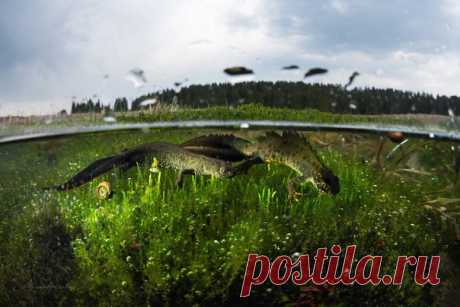 Гребенчатые тритоны, занесённые в некоторые региональные Красные книги РФ, только недавно оттаяли и поплыли в ближайшие водоёмы для размножения, а фотограф Елена Малафеева (nat-geo.ru/community/user/209129) уже тут как тут!