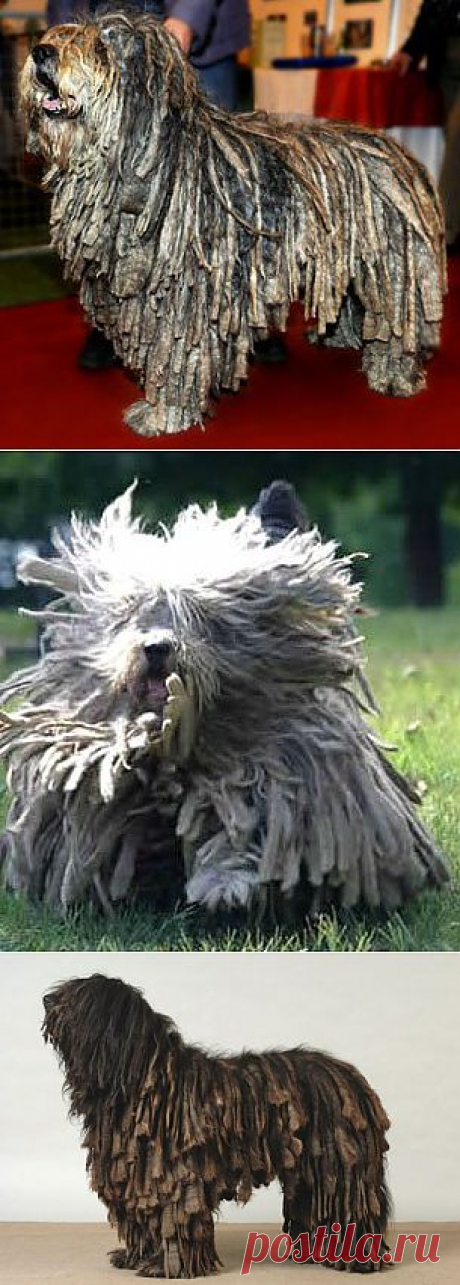 Бергамская овчарка | Породы собак | Животные и породы | Animal.ru