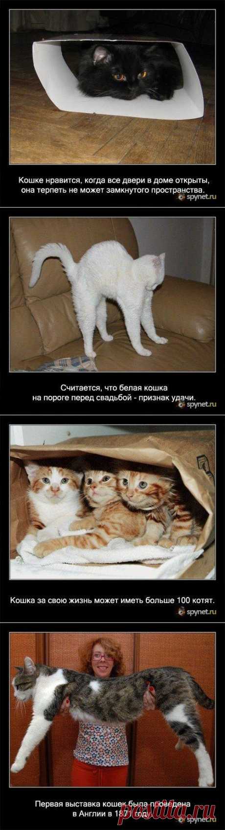 (+1) тема - Некоторые факты о кошках | Четвероногий юмор