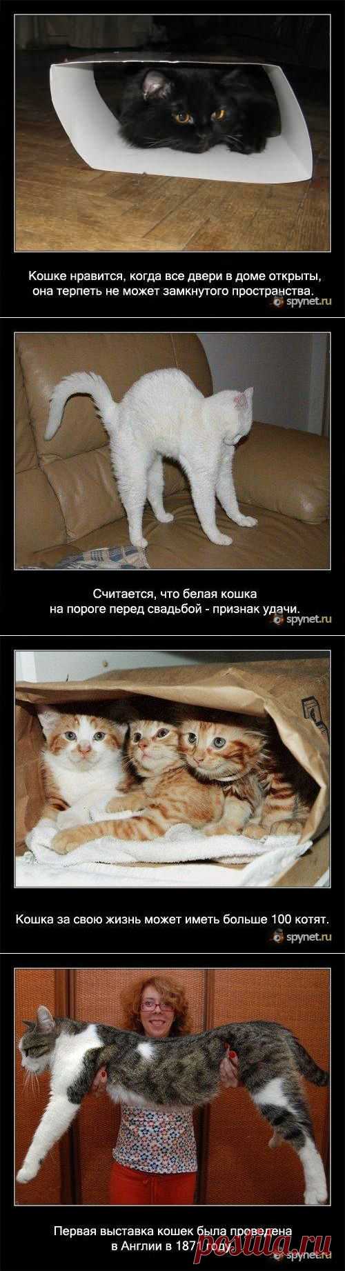 (+1) тема - Некоторые факты о кошках | Четвероногий юмор