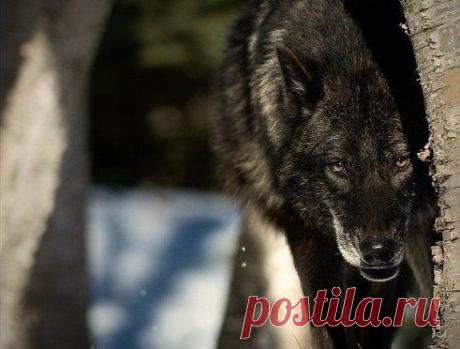 Помнишь меня чувствительной тряпкой? Так вот теперь я безжалостная сволочь, в которой больше нету никаких чувств..