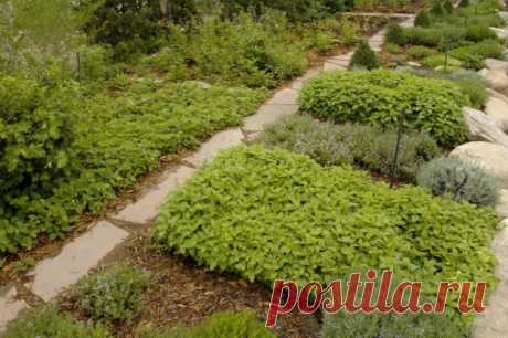 Сад пряных трав или кухонный садик