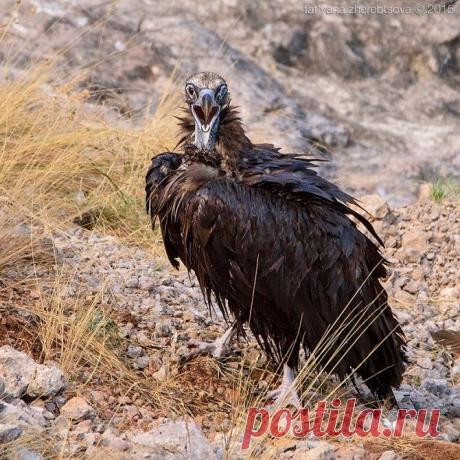 Крымская пернатая фауна: черный гриф и белоголовый сип в объективе Татьяны Жеребцовой — Фотоискусство