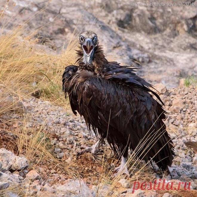 Крымская пернатая фауна: черный гриф и белоголовый сип в объективе Татьяны Жеребцовой — Фотоискусство