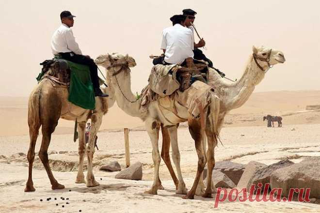 ФотоТелеграф » На чем ездят полицейские в разных странах мира