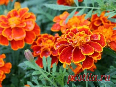 Бархатцы. Народные рецепты