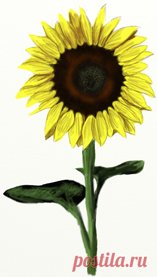 Как нарисовать подсолнух| Рисунок подсолнуха поэтапно