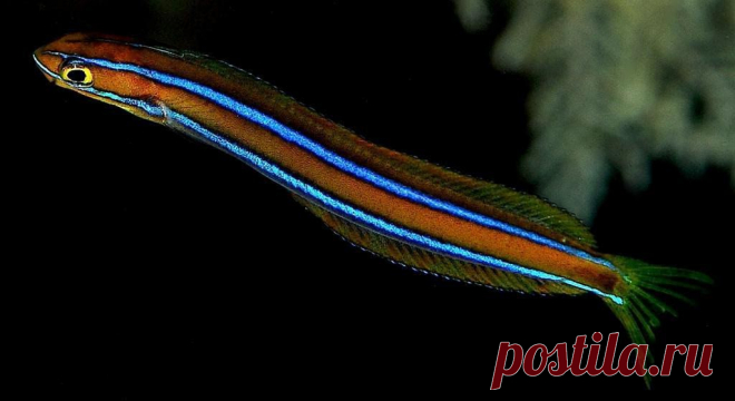 Plagiotremus rhinorhynchos (Лат.), Bluestriped fangblenny, Cleaner mimic (Англ.), Blaustreifen-Säbelzähner (Нем.), 横口鳚 (Кит.) 
Синеполосый плагиотрем 
Размеры 8 - 12 см 
Глубина 1 - 40 М 
У этой морской собачки есть две цветовые формы: темная (почти черная) и светлая – желтая или желто-коричневая. В любом случае центральная полоса на туловище не разделена на сегменты, а сплошная. С двух сторон вдоль нее идут синие «неоновые» полосы. Тонкие синие полоски проходят также по самому краю спинного